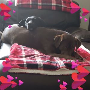 Meet your Posher, Betsy